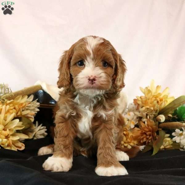 Marcus, Cavapoo Puppy