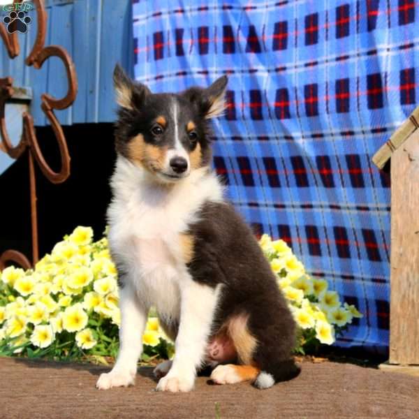 Marcus, Sheltie Puppy