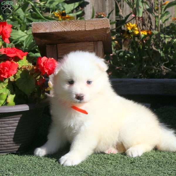 Maria, Samoyed Puppy