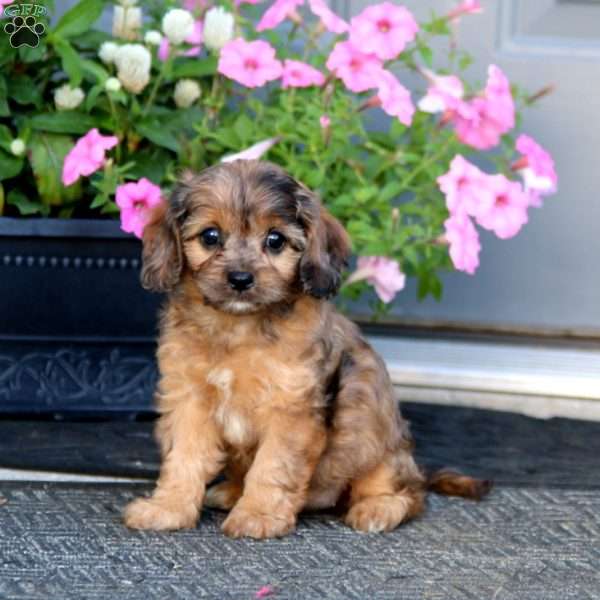 Marisa, Cavapoo Puppy