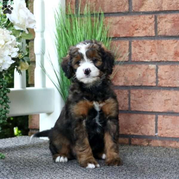 Mark, Mini Bernedoodle Puppy