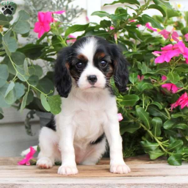 Marley, Cavalier King Charles Spaniel Puppy