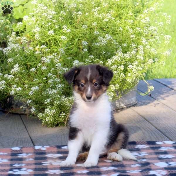 Marley, Sheltie Puppy