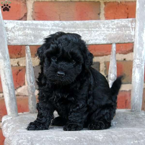 Marsh, Cockapoo Puppy