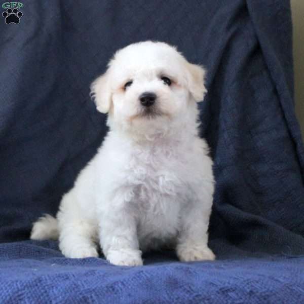 Marshall, Bichon Frise Puppy