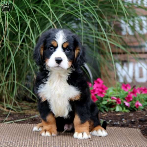 Marshall, Miniature Bernese Mountain Dog Puppy