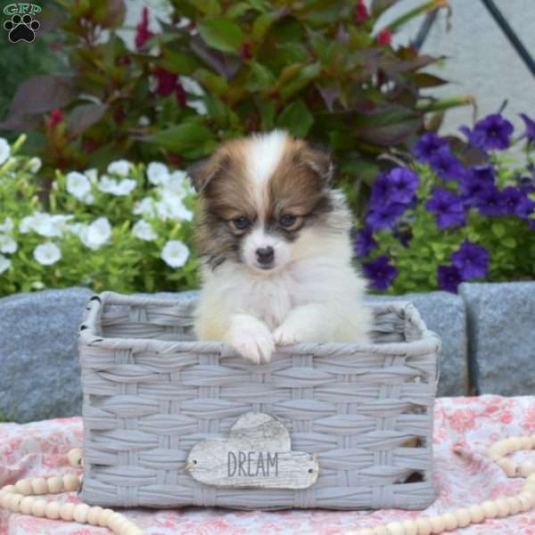 Marshmallow, Pomeranian Puppy