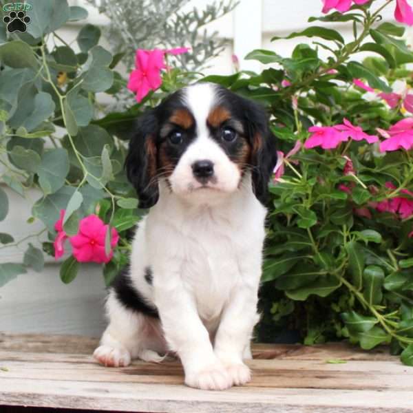 Martin, Cavalier King Charles Spaniel Puppy