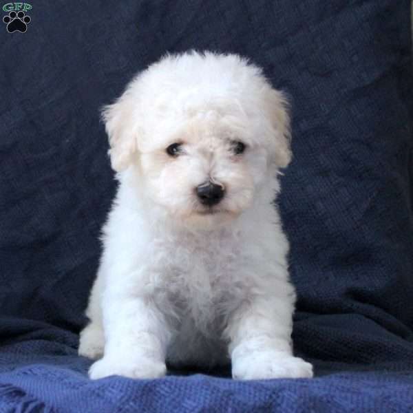 Martin, Bichon Frise Puppy