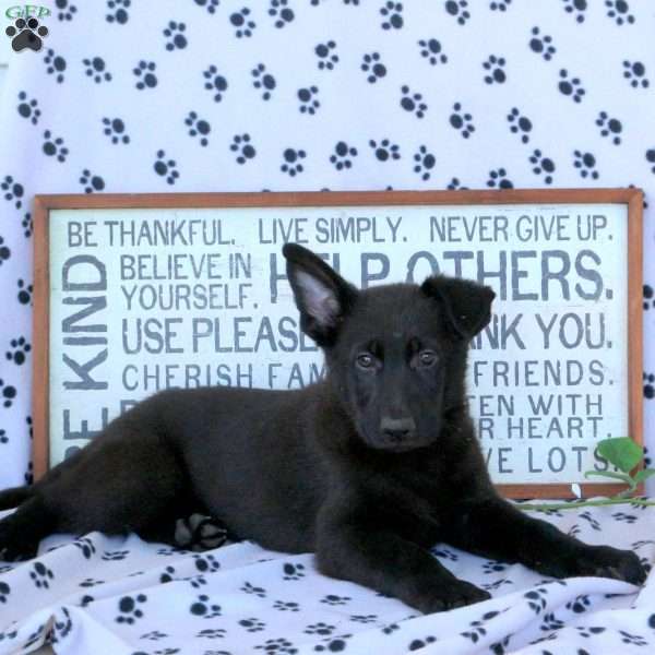 Marty, German Shepherd Puppy