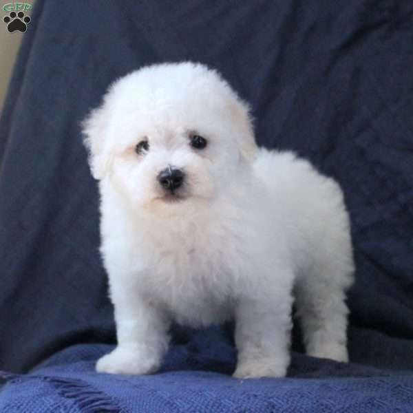 Mason, Bichon Frise Puppy