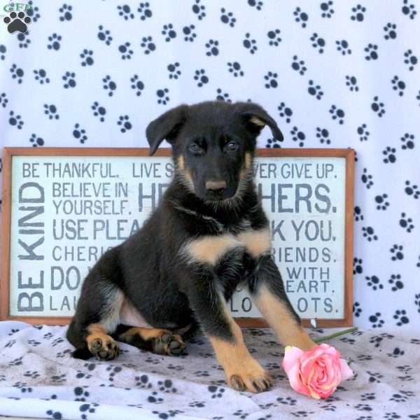 Mason, German Shepherd Puppy