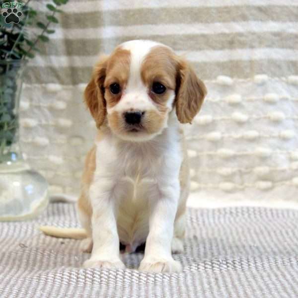 Mason, Cavalier King Charles Mix Puppy