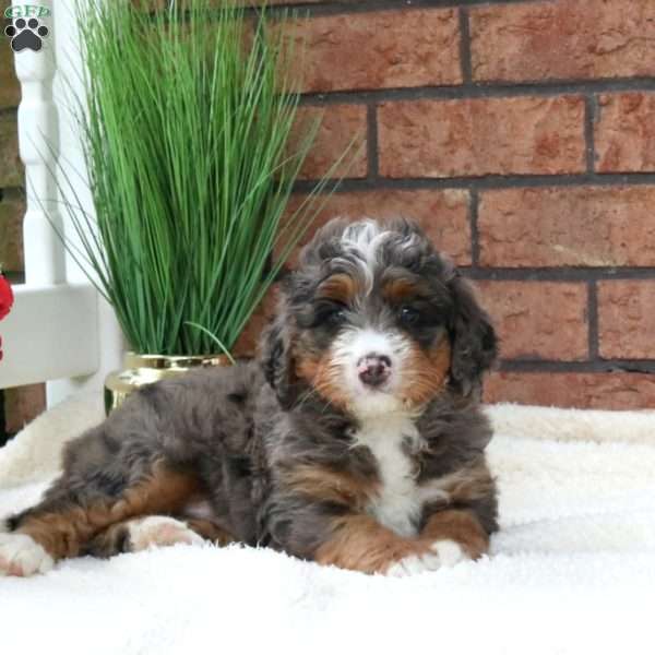 Mason, Mini Bernedoodle Puppy