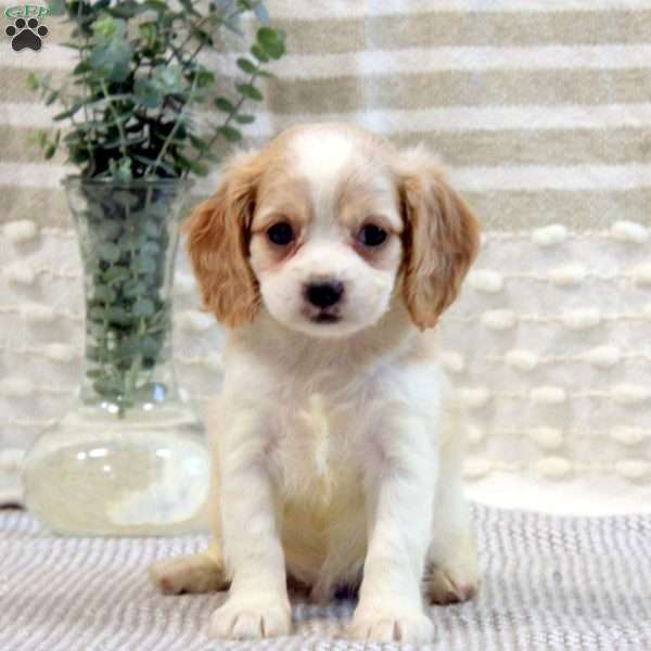 Max, Cavalier King Charles Mix Puppy