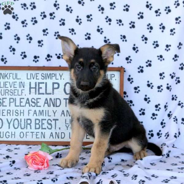 Max, German Shepherd Puppy