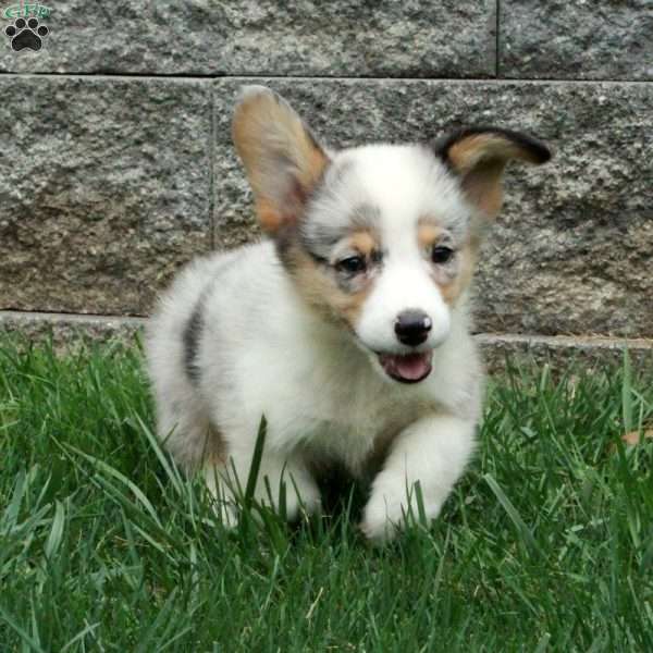 Max, Pembroke Welsh Corgi Puppy