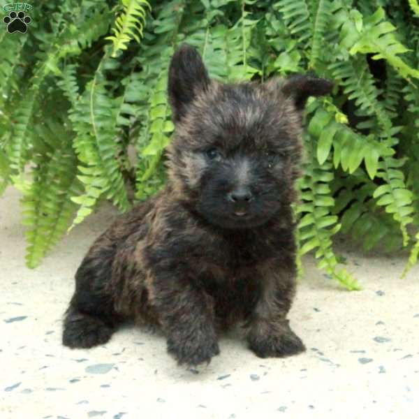 Max, Cairn Terrier Puppy