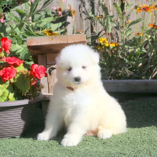 Max, Samoyed Puppy