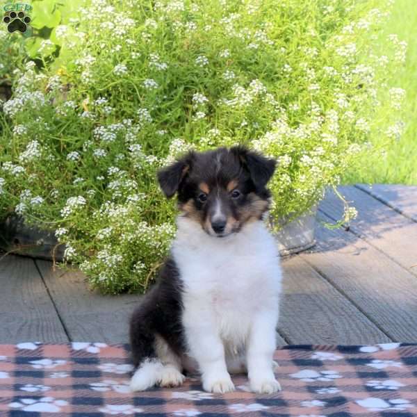 Max, Sheltie Puppy