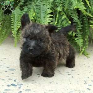 Max, Cairn Terrier Puppy