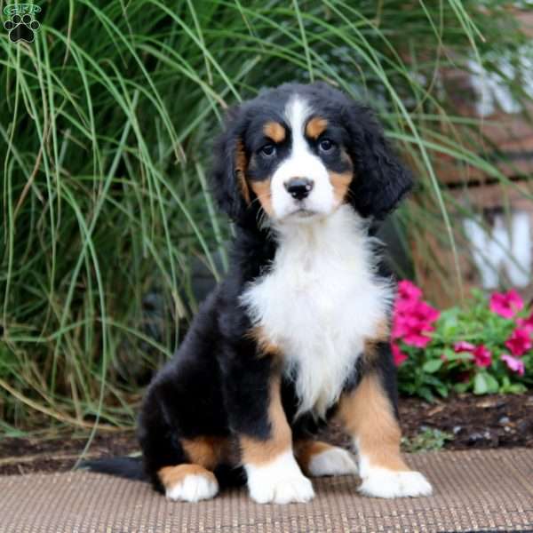 Max, Miniature Bernese Mountain Dog Puppy