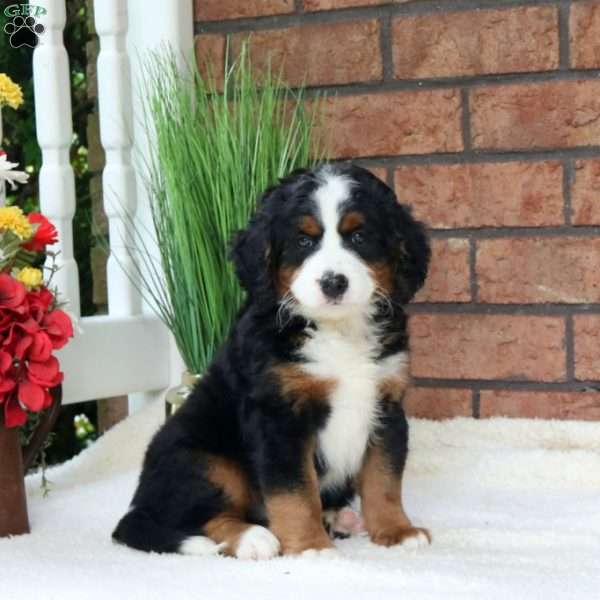 Max, Mini Bernedoodle Puppy