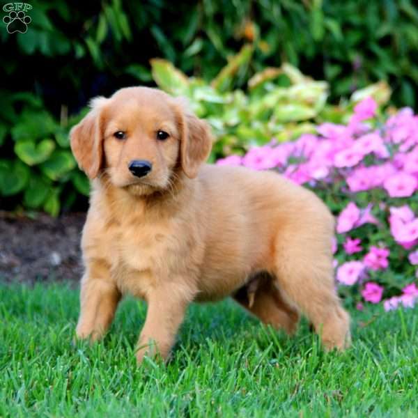 Max, Golden Retriever Puppy