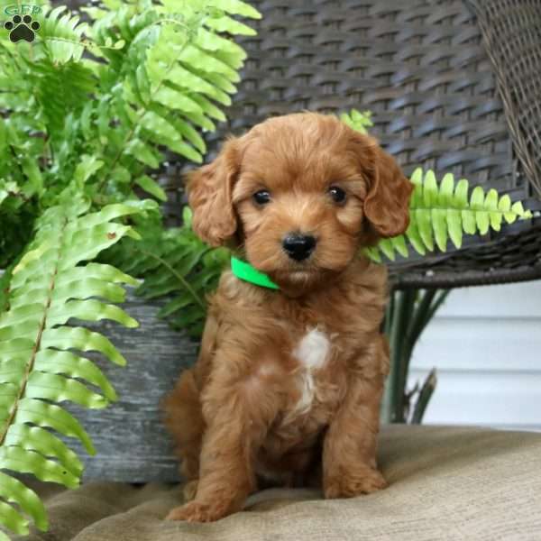 Max, Mini Goldendoodle Puppy