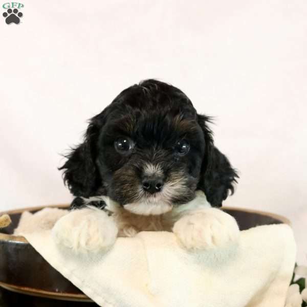 Maxwell, Cavapoo Puppy