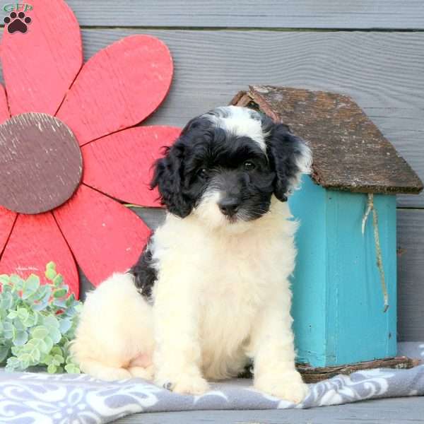 Maya, Cockapoo Puppy