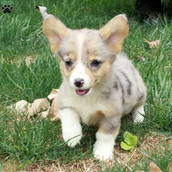 Maya, Pembroke Welsh Corgi Puppy