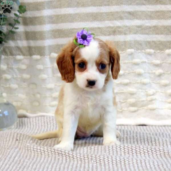 Maya, Cavalier King Charles Mix Puppy