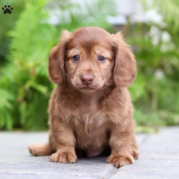 Meatball, Dachshund Puppy