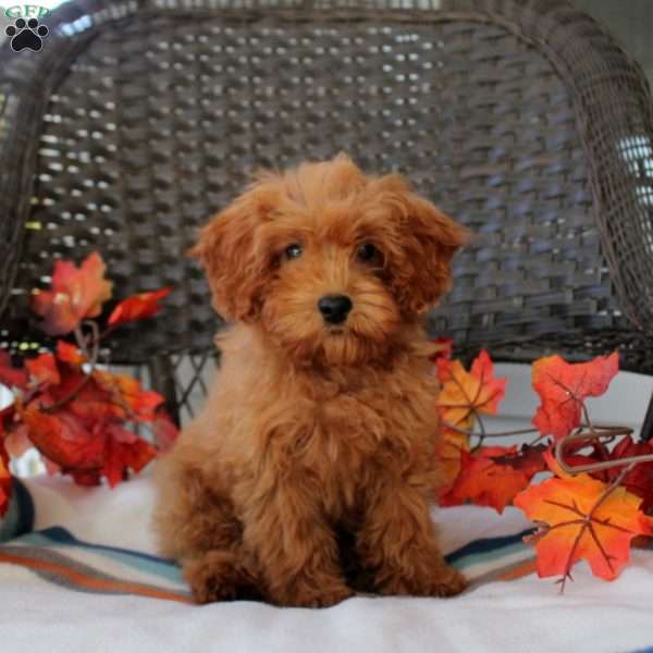 Meekah, Mini Goldendoodle Puppy