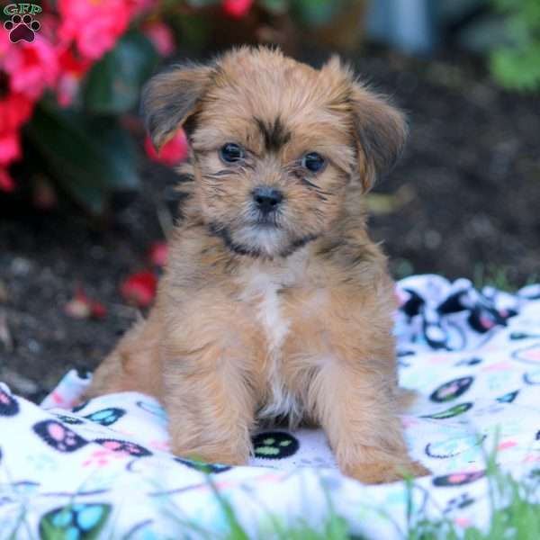 Meg, Shorkie Puppy