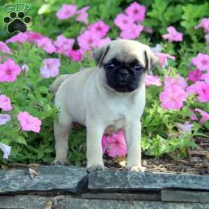 Pug Puppies For Sale - Greenfield Puppies