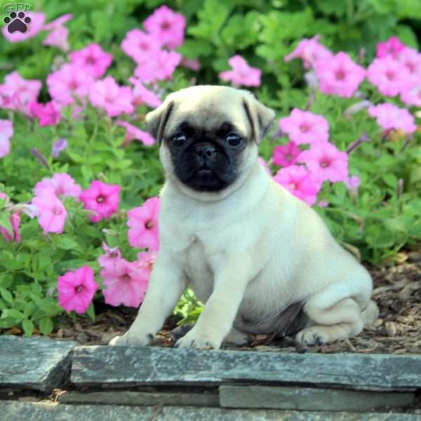 Megan, Pug Puppy