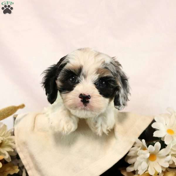 Megan, Cavapoo Puppy