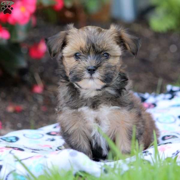 Mel, Shorkie Puppy