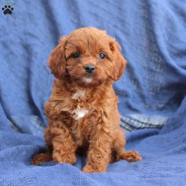 Melinda, Cavapoo Puppy