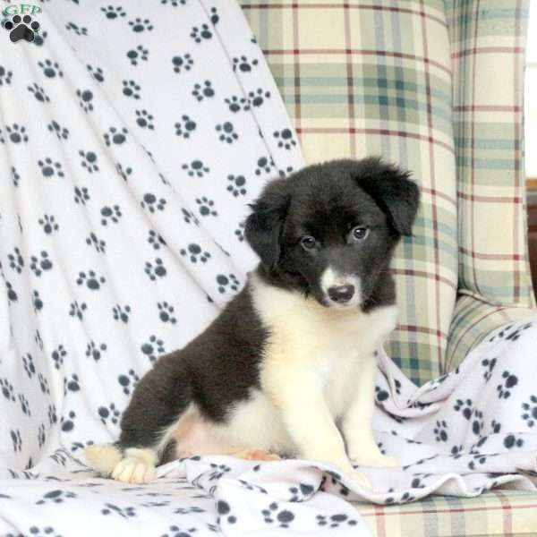 Melody, Border Collie Puppy