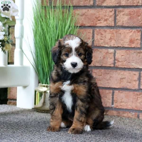 Melody, Mini Bernedoodle Puppy