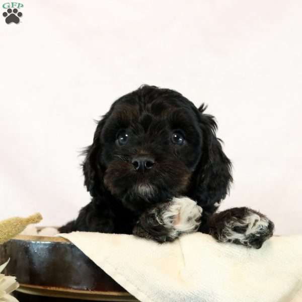 Mercer, Cavapoo Puppy