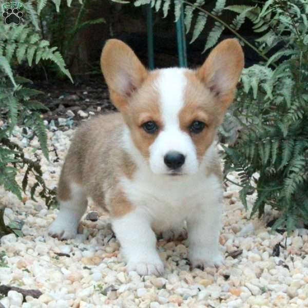 Mia, Pembroke Welsh Corgi Puppy