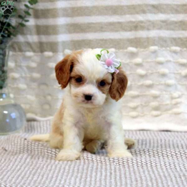 Mia, Cavalier King Charles Mix Puppy