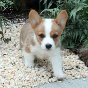 Mia, Pembroke Welsh Corgi Puppy