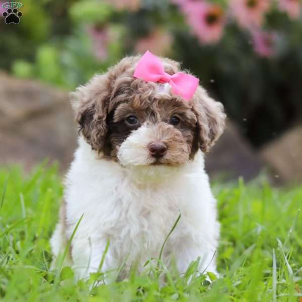 Mia, Miniature Poodle Puppy