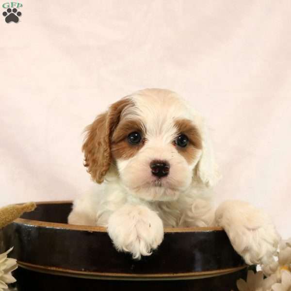 Micah, Cavapoo Puppy