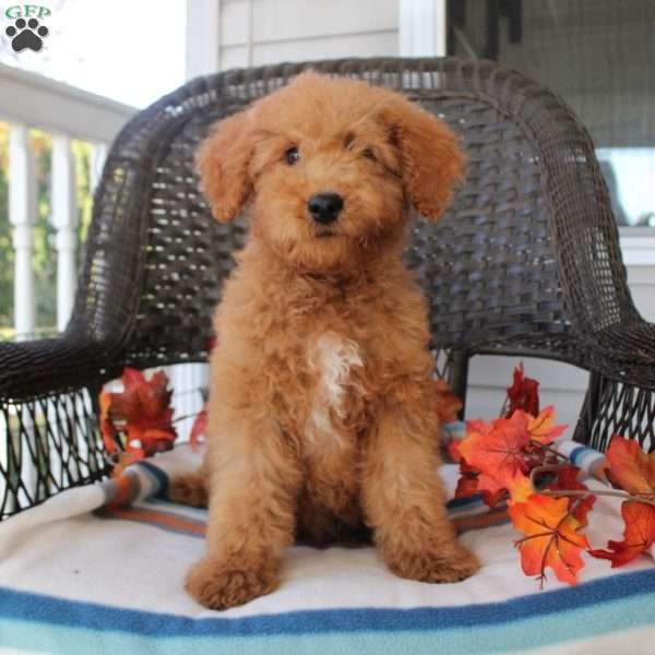 Micah, Mini Goldendoodle Puppy